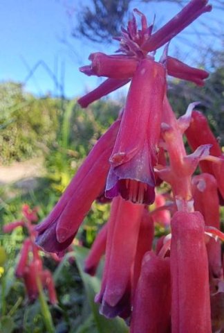 Lachenalia bulbifera longer inner tepals